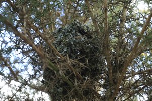 Long Tailed Tit Nest