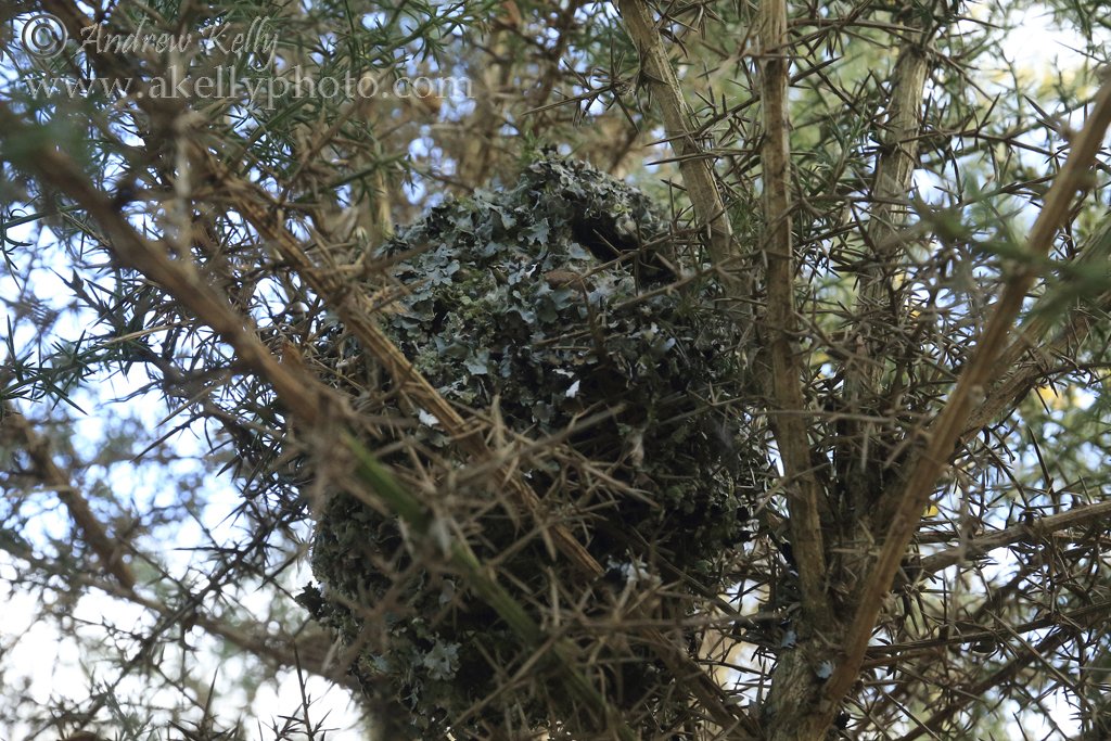 LongTailed Tit Gallery