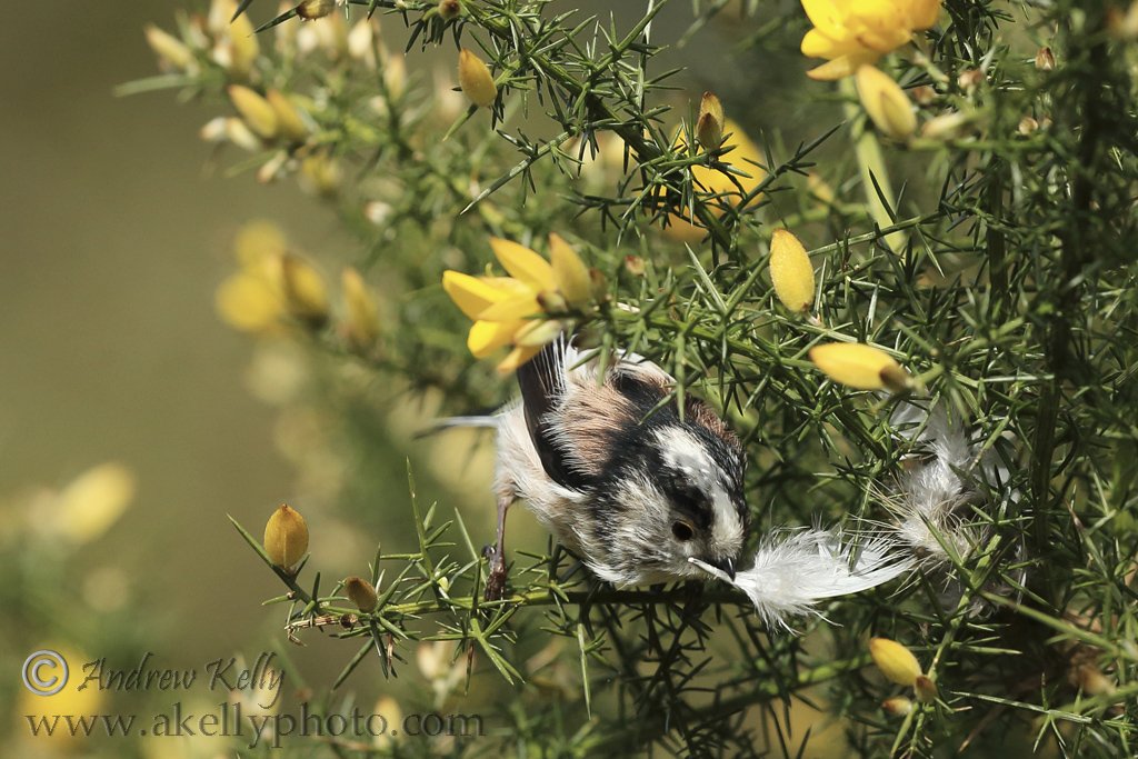 LongTailed Tit Gallery