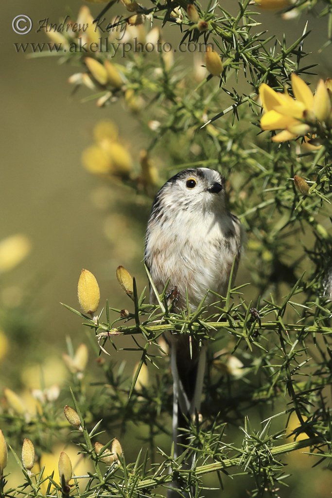 LongTailed Tit Gallery