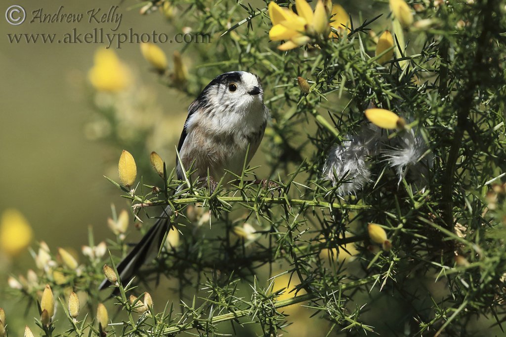 Long Tailed Tit Landscape