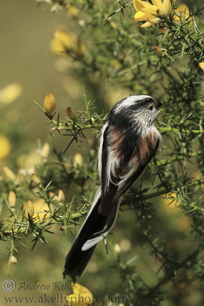 Long Tailed Tit's Back
