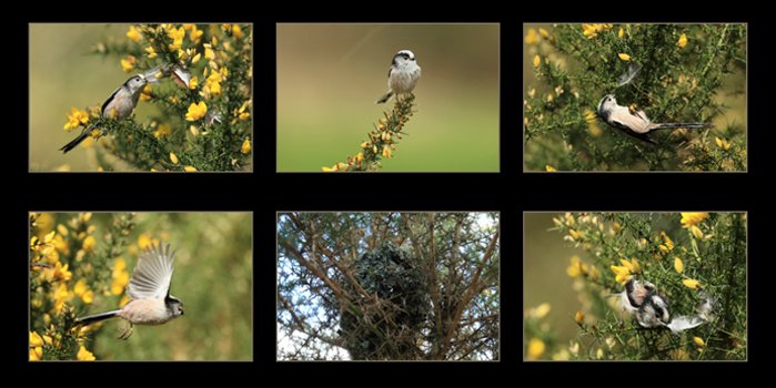 Long-Tailed-Tits