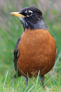 American Robin