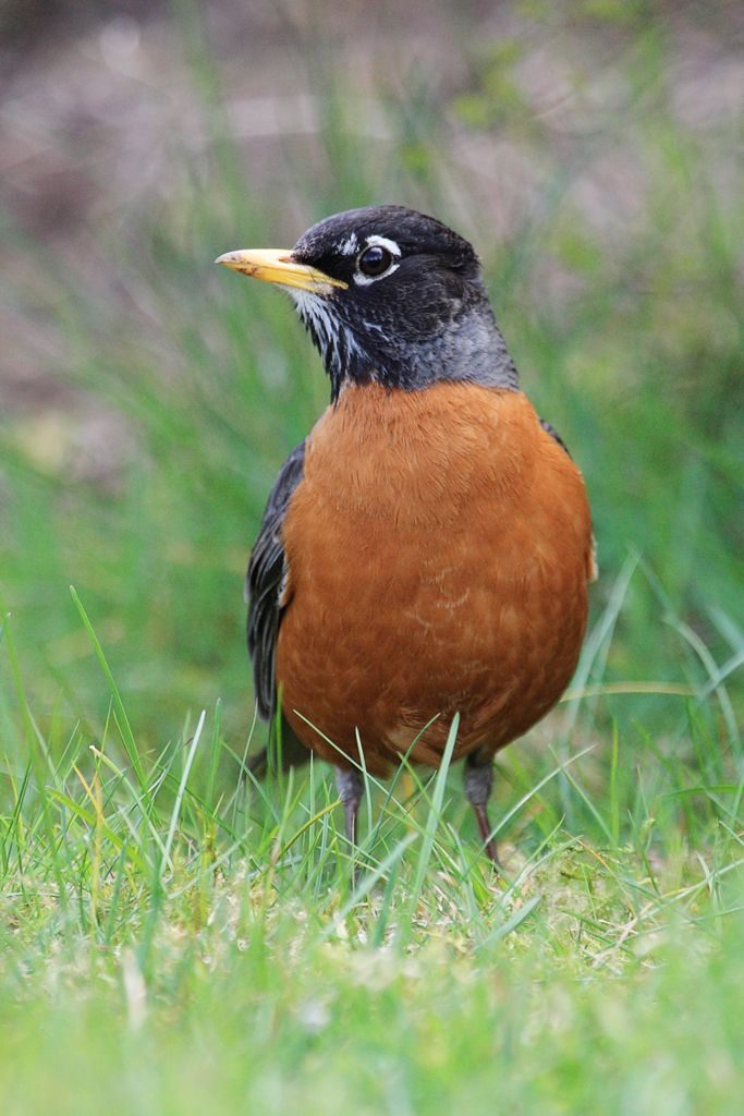 American Robin