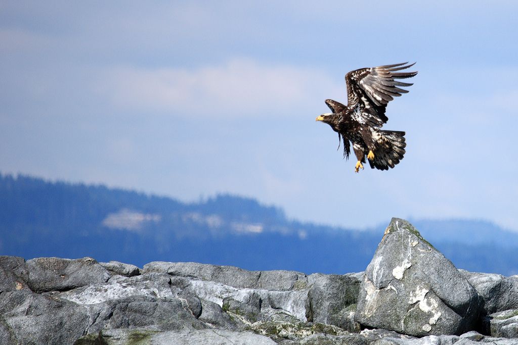 Immature Bald Eagle Takes Off From A Rock