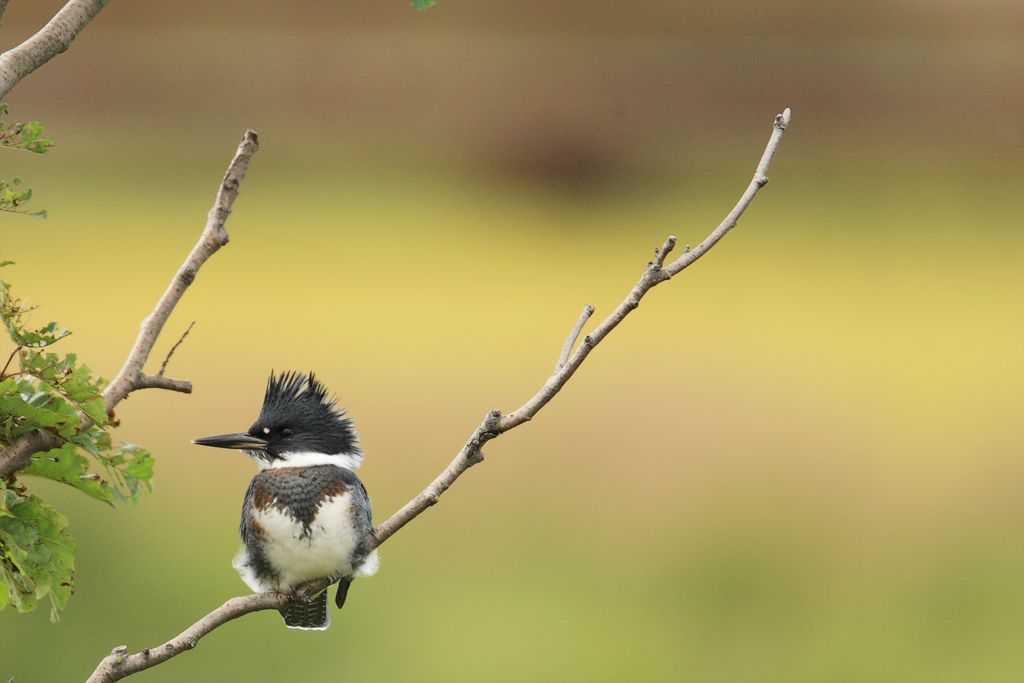 Belted Kingfisher