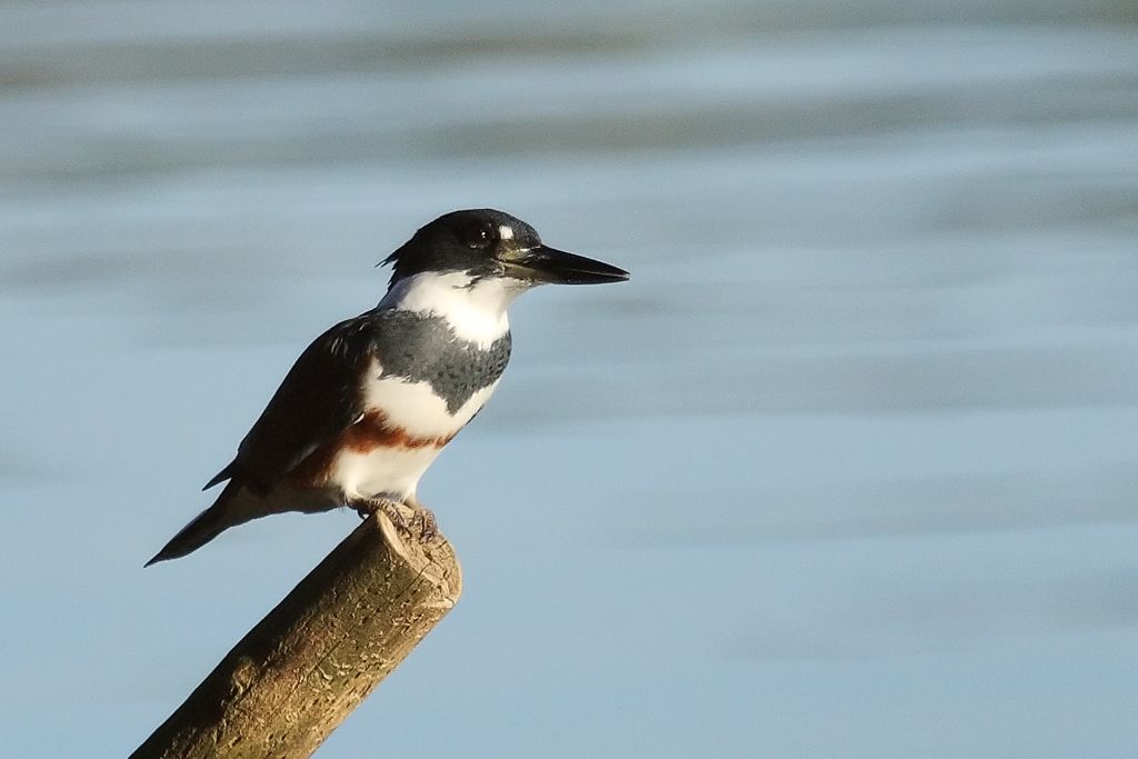 Belted Kingfisher