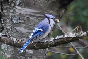 Blue Jay