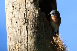 Bluebird at Tree Nest