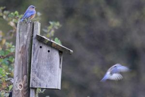 Bluebird at Nestbox