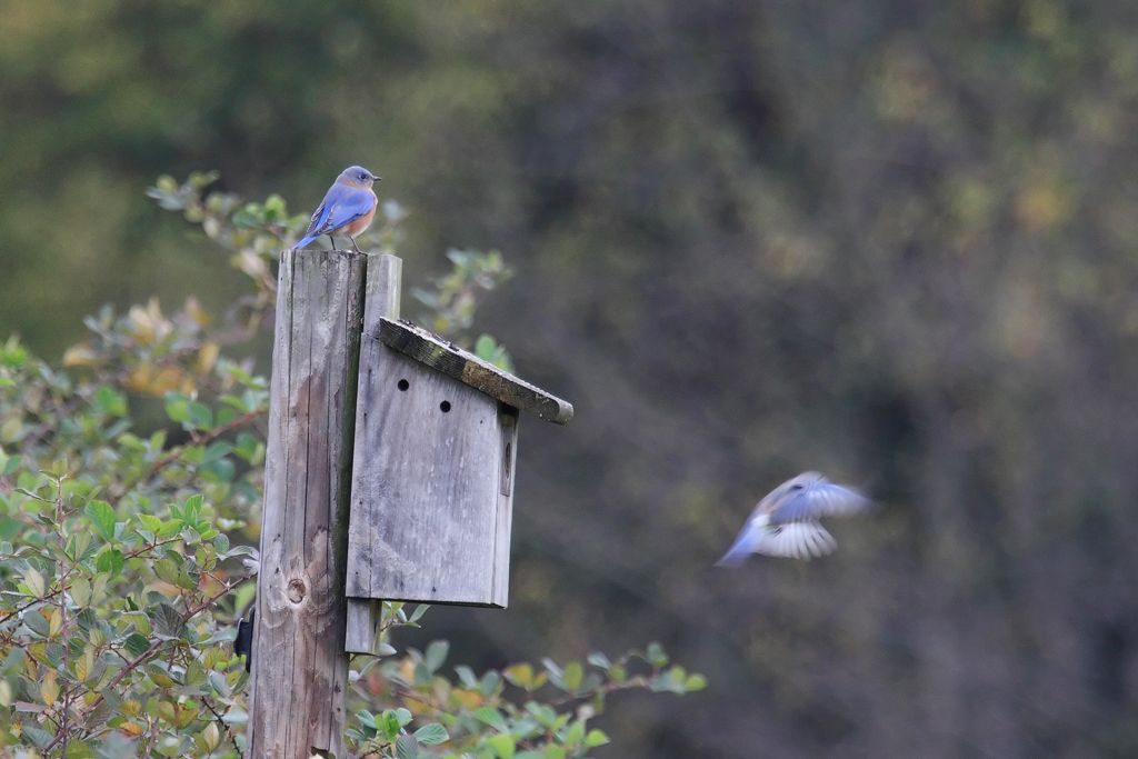 Bluebirds in Nestbox