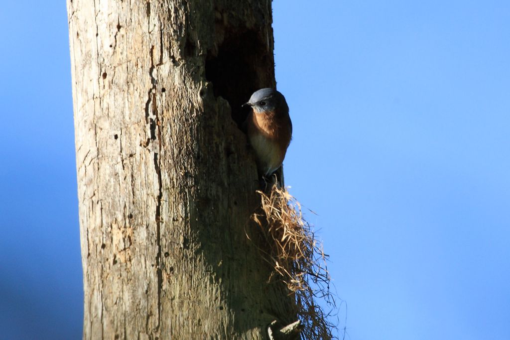 Bluebird Nesting in Tree