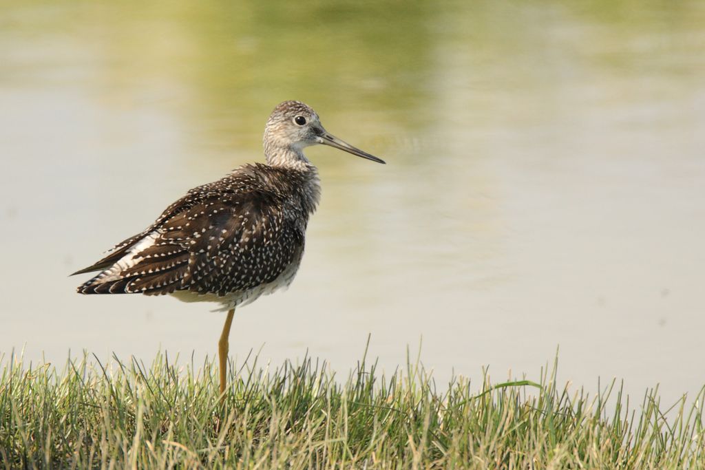 Greater Yellowlegs