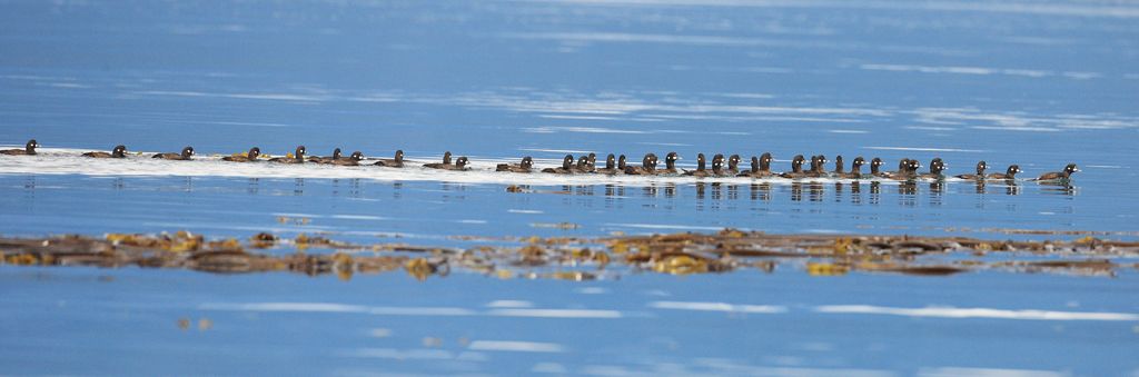 Harlequin Ducks