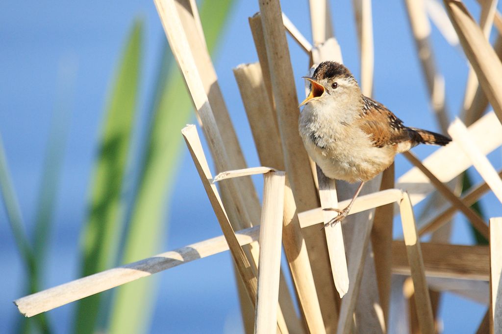 Marsh Wren