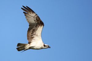 Osprey in Flight