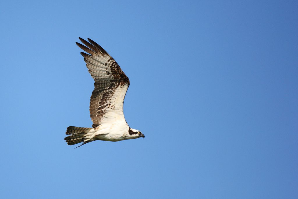Osprey in Flight