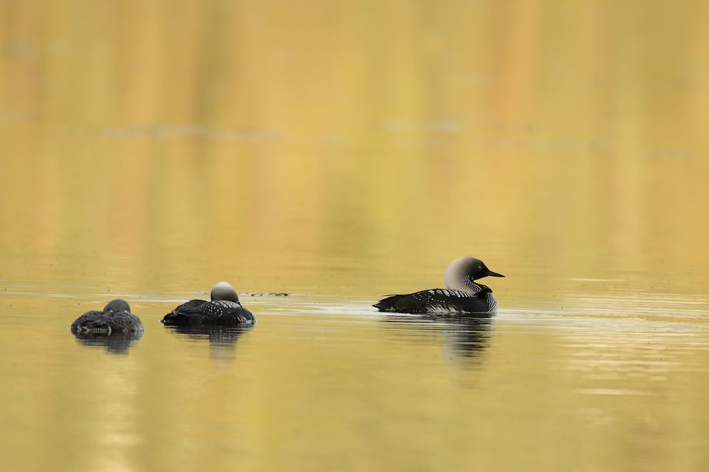 Pacific Diver With Chicks