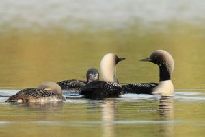 Pacific Diver and Chicks