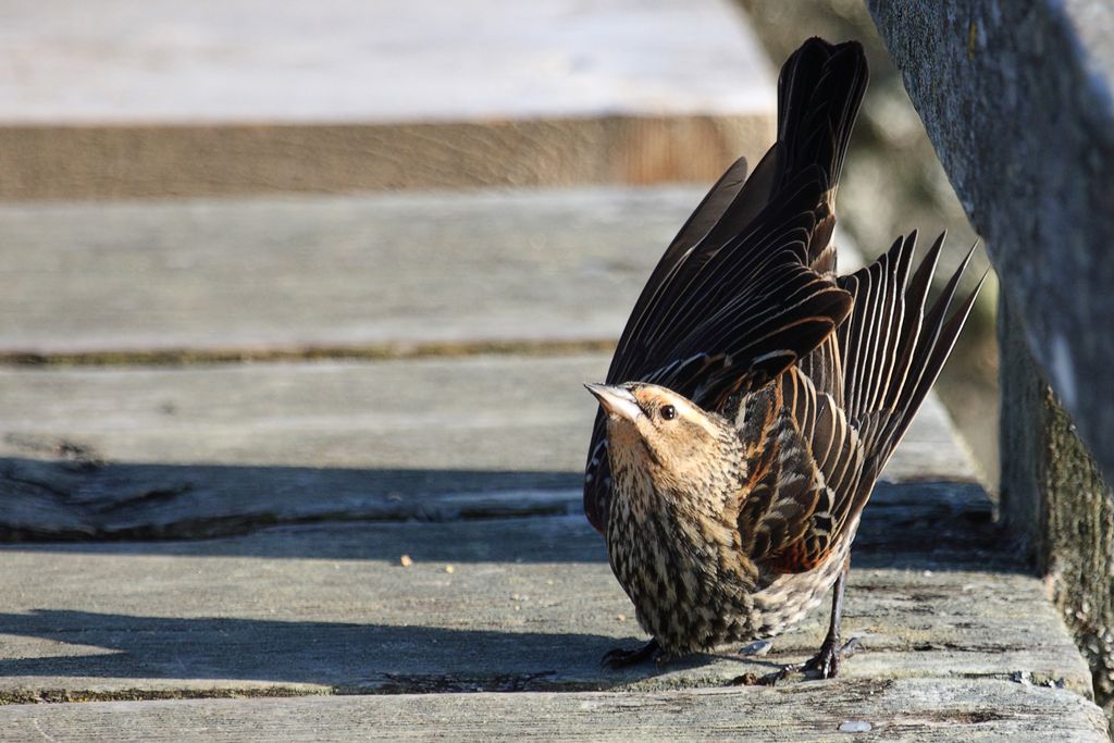 Female Red-winged Blackbird Displaying