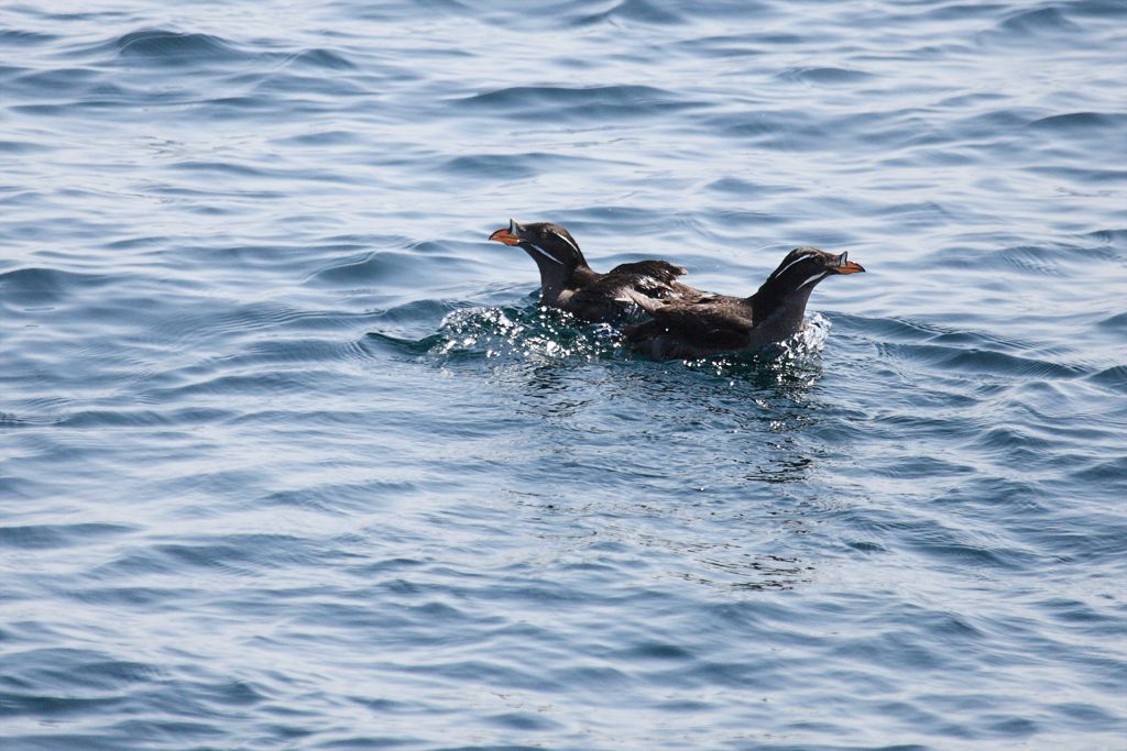 Rhinoceros Auklet