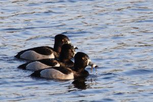 Ring-necked Duck
