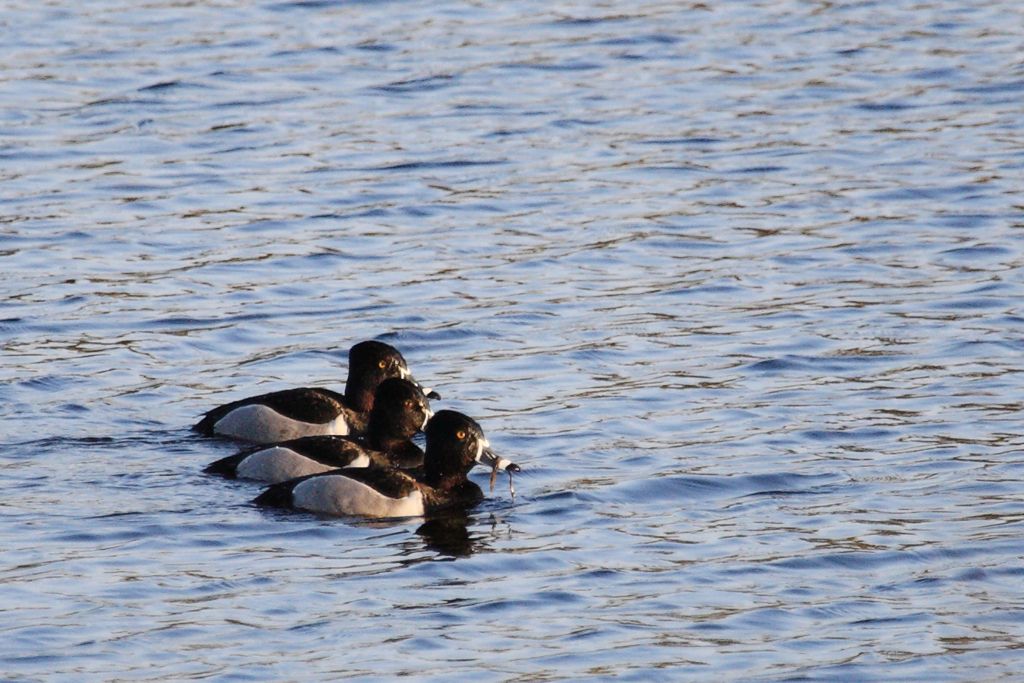Three Ring-necked Ducks