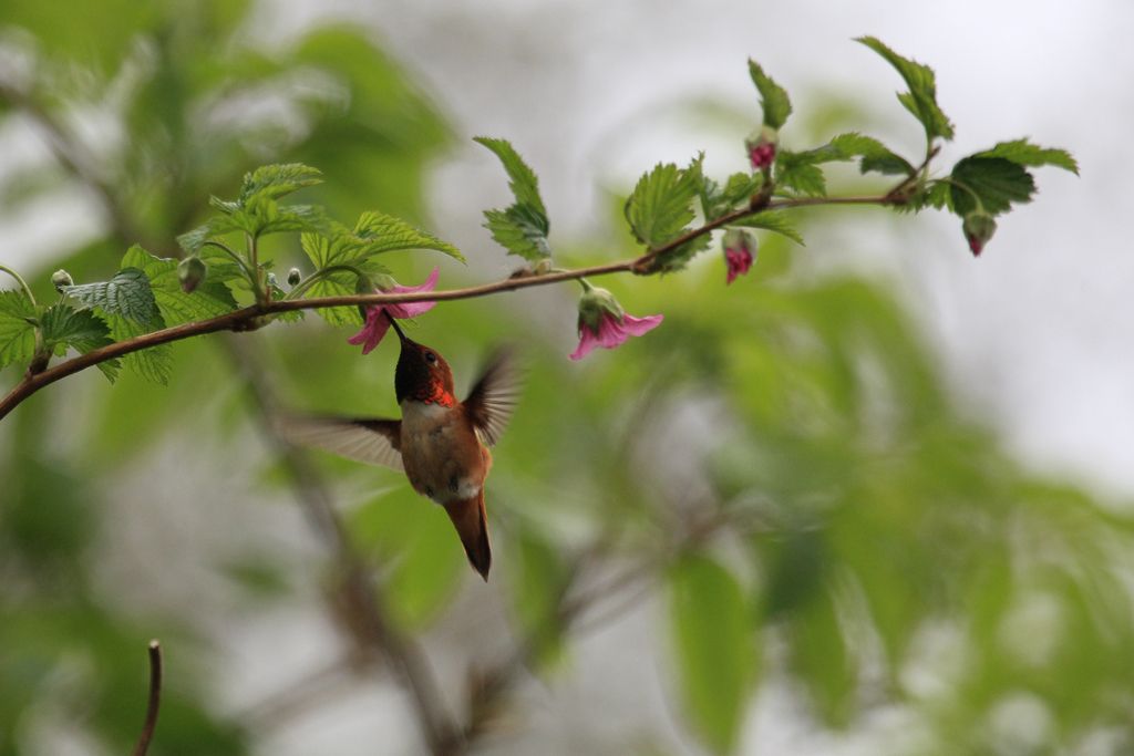 Rufous Hummingbird