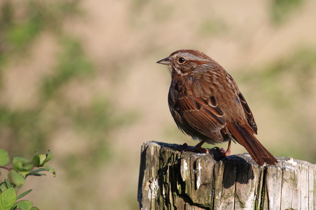 Song Sparrow