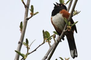 Spotted Towhee