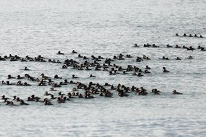 Surf Scoters