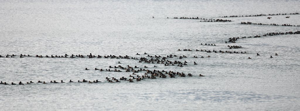 Surf Scoters