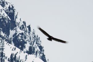 Turkey Vulture