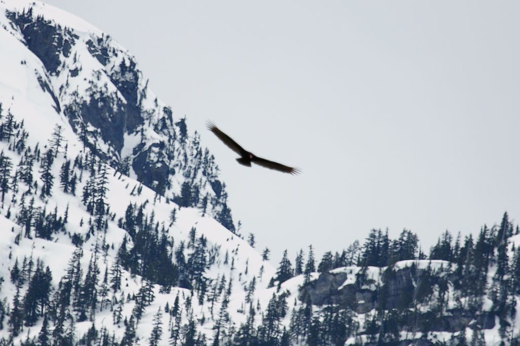 Turkey Vulture