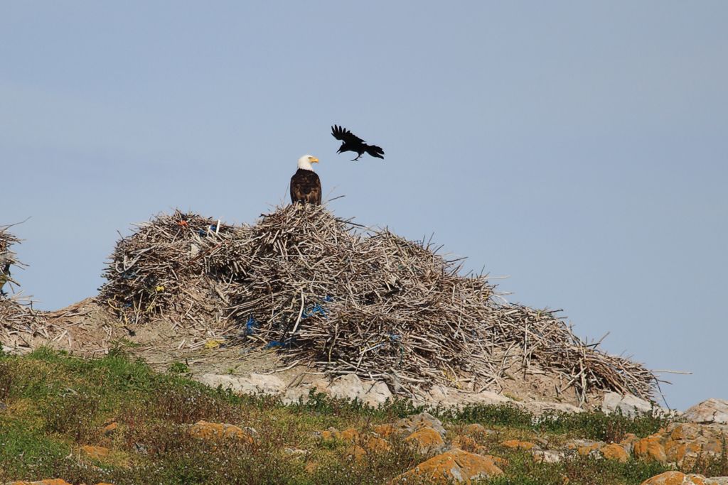 Brave Crow Mobs a Nesting Bald Eagle