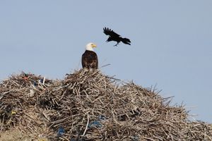 Crow Mobs Bald Eagle