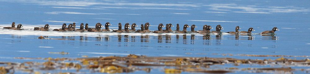 North American Birds Gallery