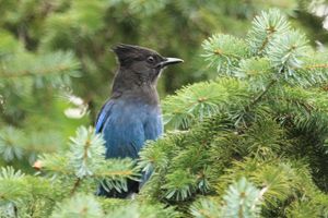 Steller's Jay