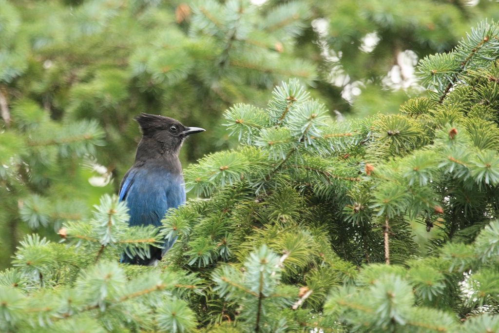 Steller's Jay