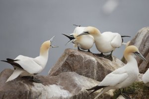 Gannets Squabbling