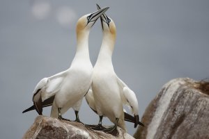 Gannet's Embrace 