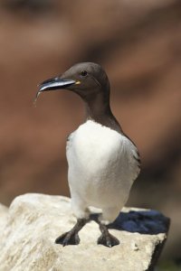 Guillemot with Fish