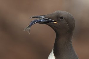 Guillemot Close-up with Fish on Saltee Islands
