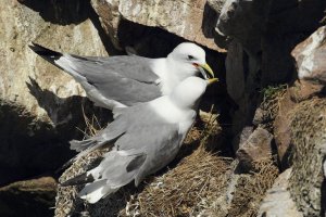 Kittiwake Passes Fish to Partner