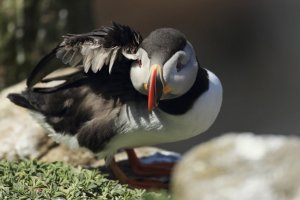 Puffin Salute