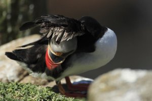 Atlantic Puffin Preening 