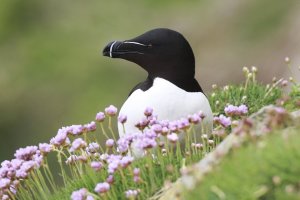 Razorbill in Thrift 