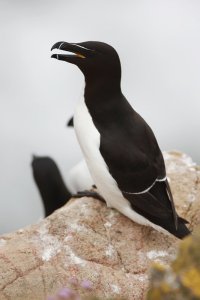 Razorbill on Rock