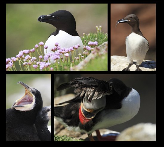 Saltees Trip Gallery